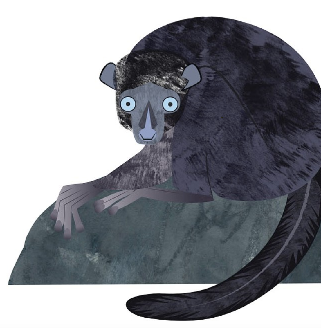 Black lemur with black fur and blue eyes