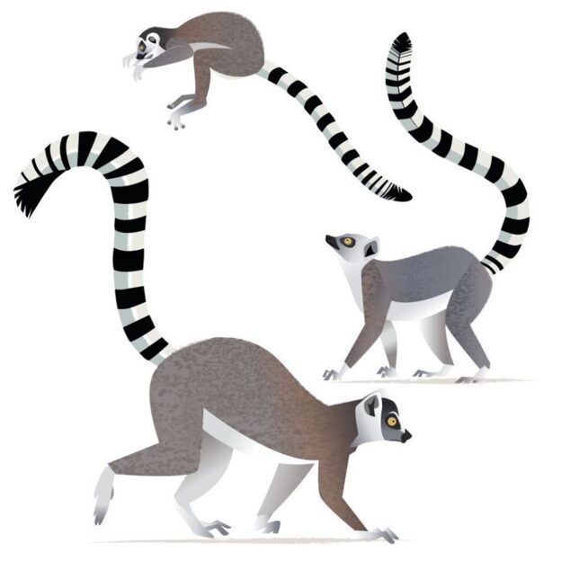 Ring-tailed lemurs with alternating black and white rings along the entire length of their tail