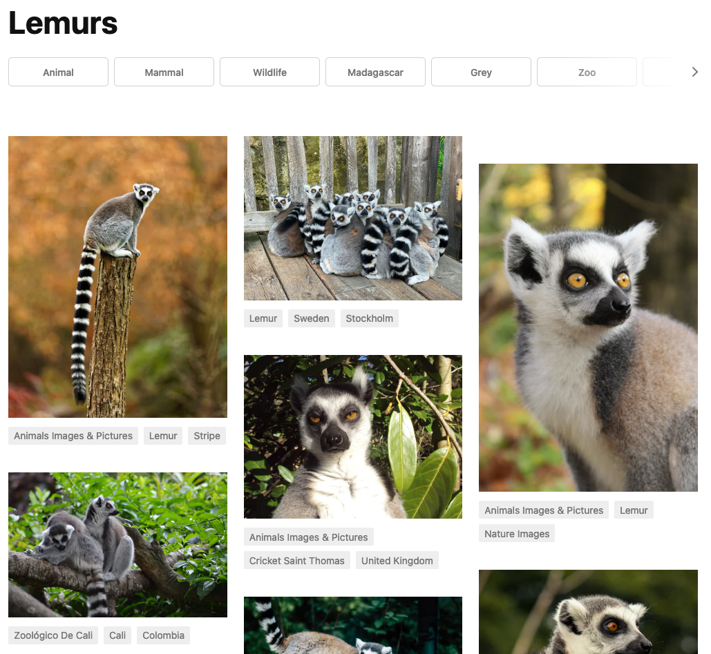 Unsplash search results for images for the search term "lemur".