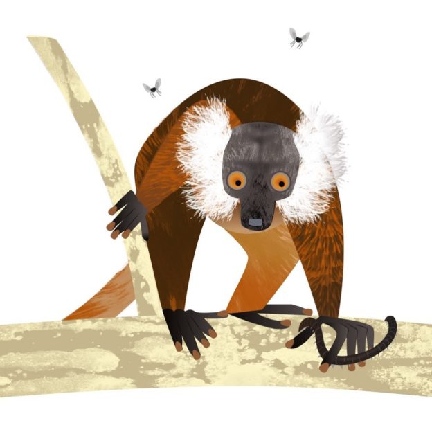 Common black lemur with a millipede in one hand and flies hovering overhead