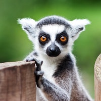 A cute lemur